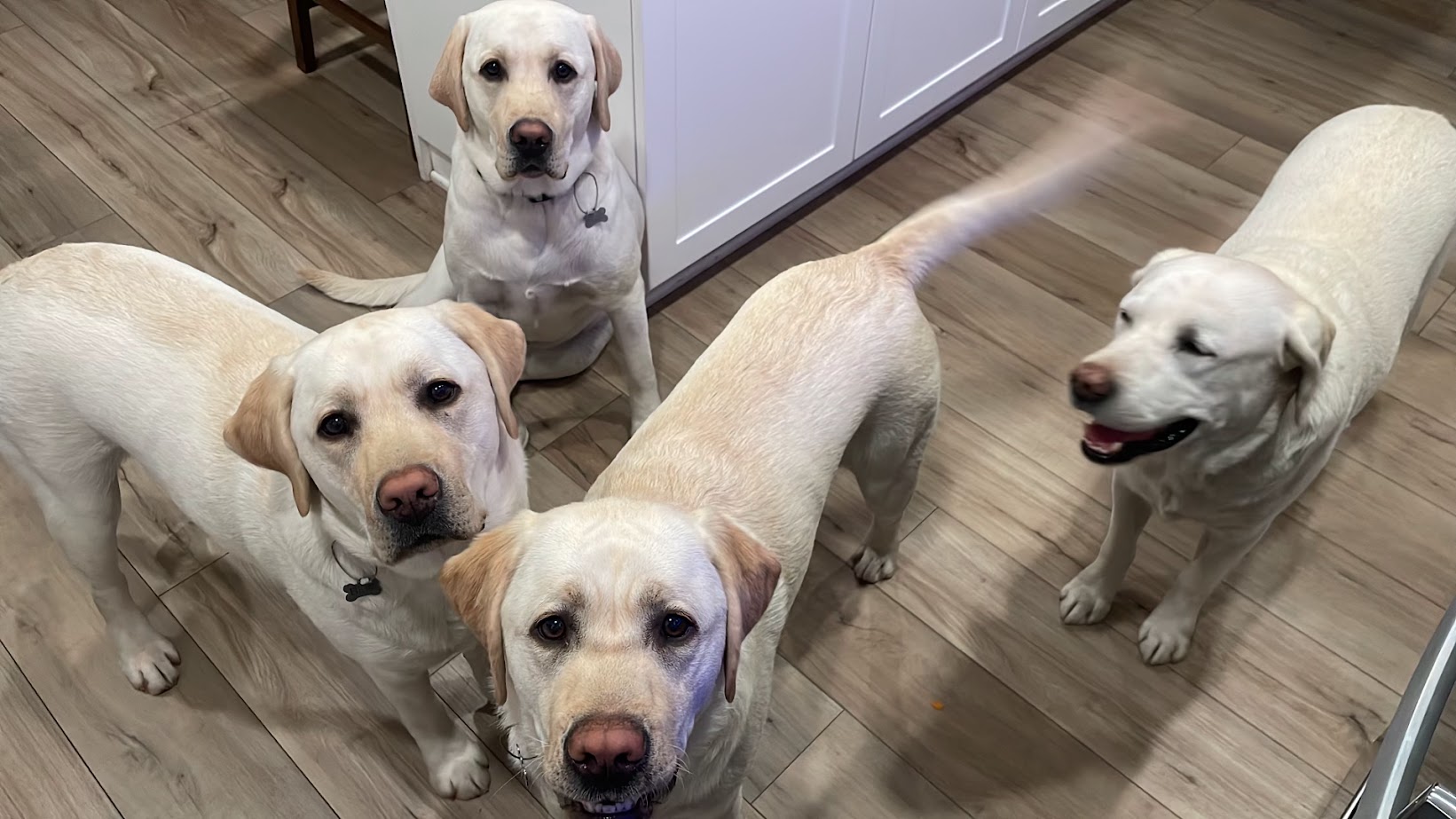 David's four yellow Labradors
